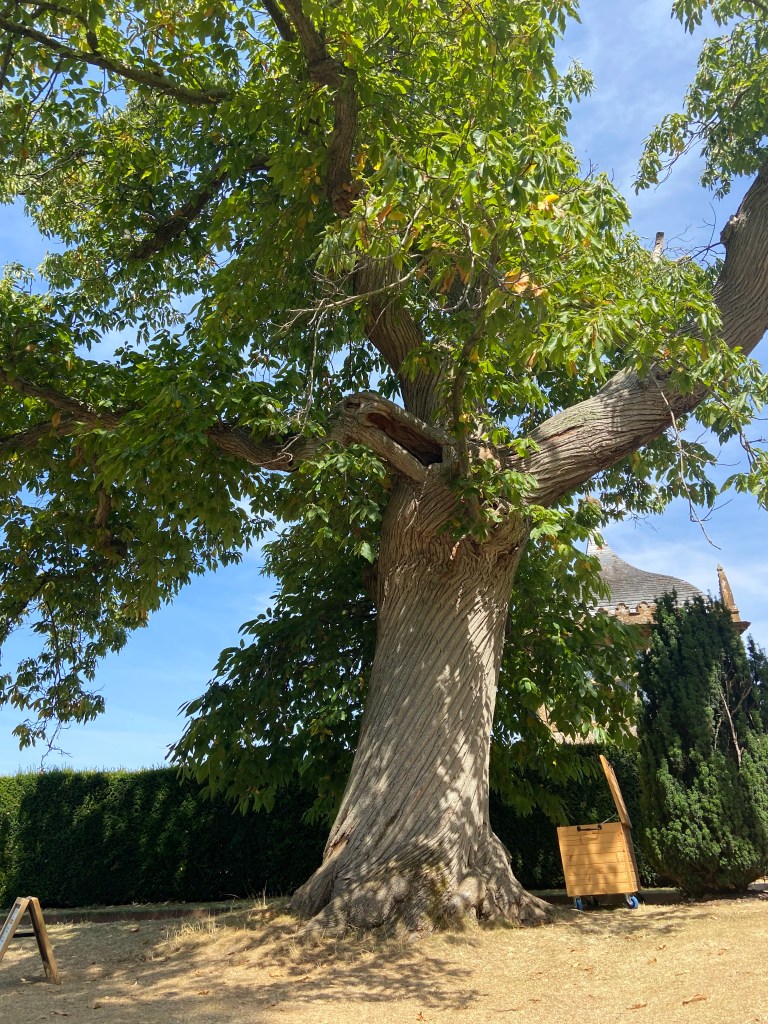 Sweet chestnut with twisted bark